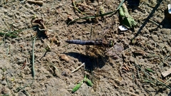 Orthetrum cancellatum