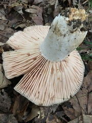 Russula eccentrica