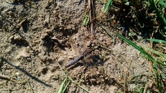 Orthetrum cancellatum