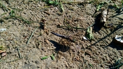 Orthetrum cancellatum