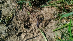 Orthetrum cancellatum