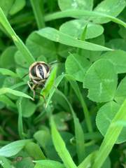 Eristalis tenax