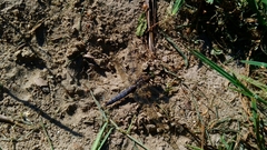 Orthetrum cancellatum