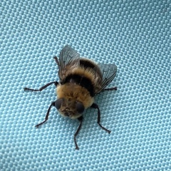 Oestrinae
