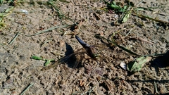 Orthetrum cancellatum