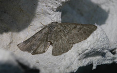 Gnophos obfuscata