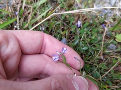 Polygala serpyllifolia