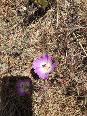 Clarkia speciosa immaculata