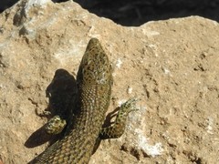 Algyroides nigropunctatus