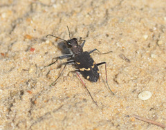 Cicindela sylvatica