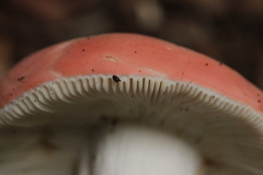 Russula lepida