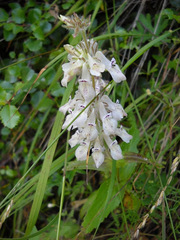 Collinsia tinctoria