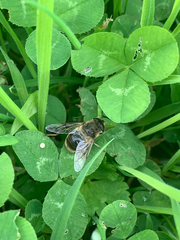 Eristalis tenax
