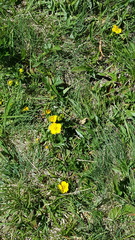 Potentilla flabellifolia