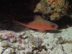 Pterocaesio digramma