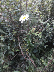 Leucanthemum × superbum
