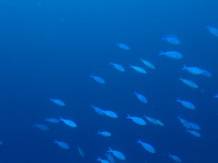 Caesio lunaris