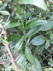 Leucanthemum × superbum