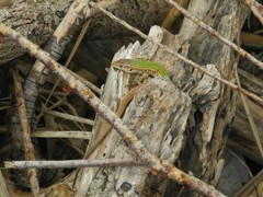 Podarcis melisellensis