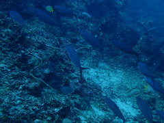 Pterocaesio tessellata