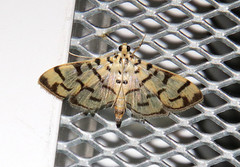 Dichocrocis sabatalis