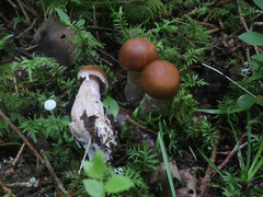 Cortinarius armeniacus