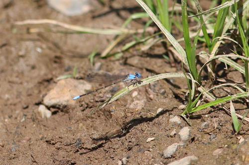 Blue-fronted Dancer photo 6