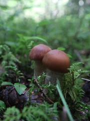Cortinarius armeniacus