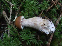 Cortinarius armeniacus
