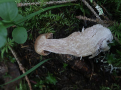 Cortinarius armeniacus