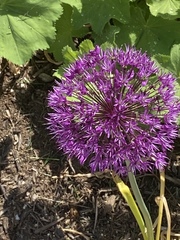 Allium