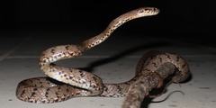Boiga multifasciata