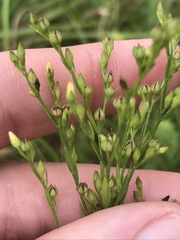 Linum medium texanum