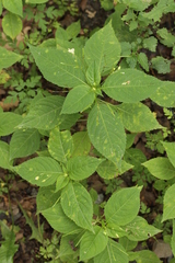 Puccinia komarovii