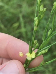 Linum medium texanum