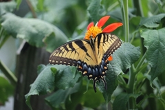 Papilio glaucus image