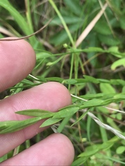Linum medium texanum