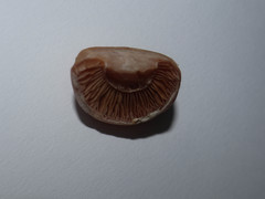 Cortinarius armeniacus