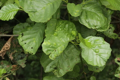 Taphrina sadebeckii
