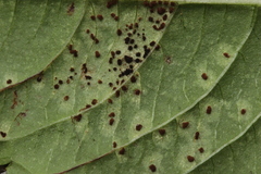Puccinia komarovii