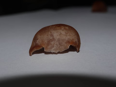 Cortinarius armeniacus