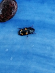 Glischrochilus hortensis