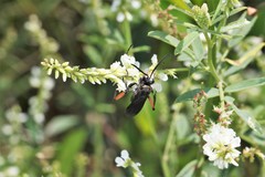 Ceropales bipunctata