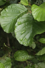 Taphrina sadebeckii
