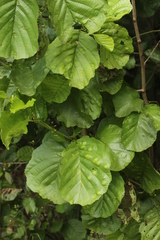 Taphrina sadebeckii