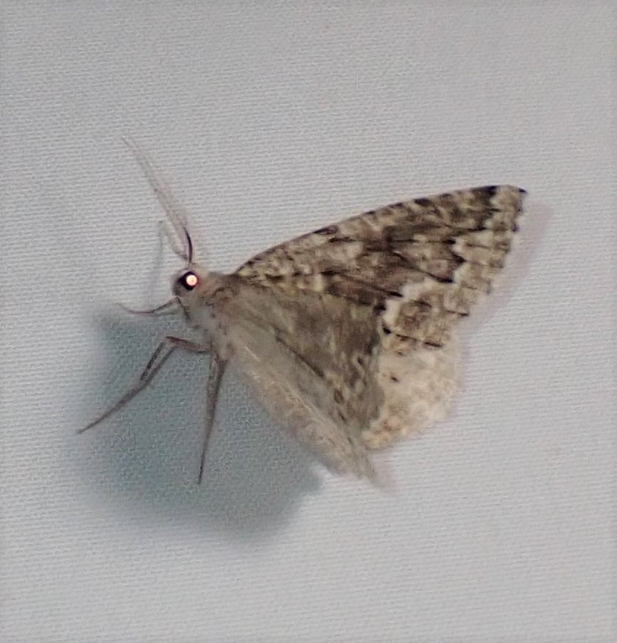 Variable Girdle