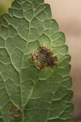 Puccinia annularis