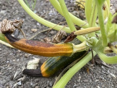Cucurbita maxima