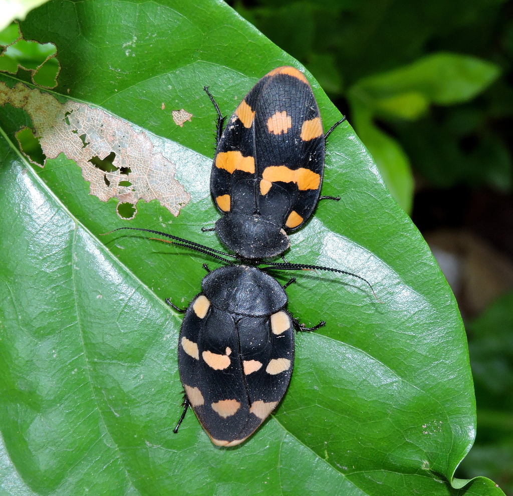 Therea nuptialis from Nandankanan Botanical Garden on June 29, 2017 at ...