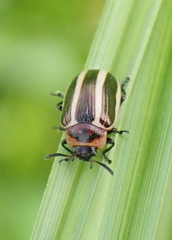 Calligrapha californica